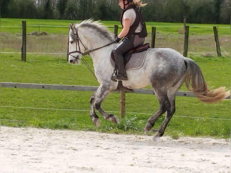 Connemara Valack 4 år 152 cm Grå in Verdelot