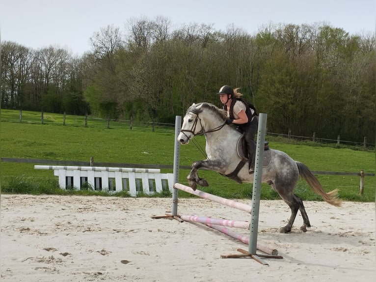 Connemara Valack 4 år 152 cm Grå in Verdelot