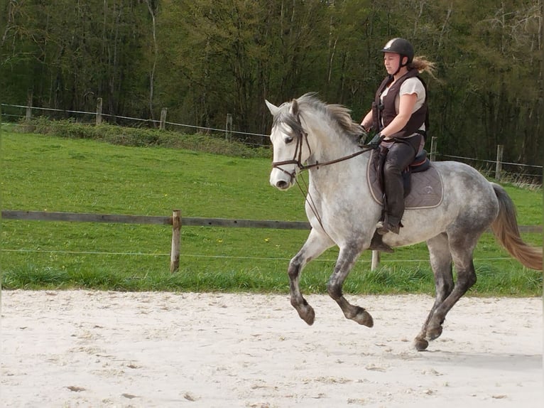 Connemara Valack 4 år 152 cm Grå in Verdelot