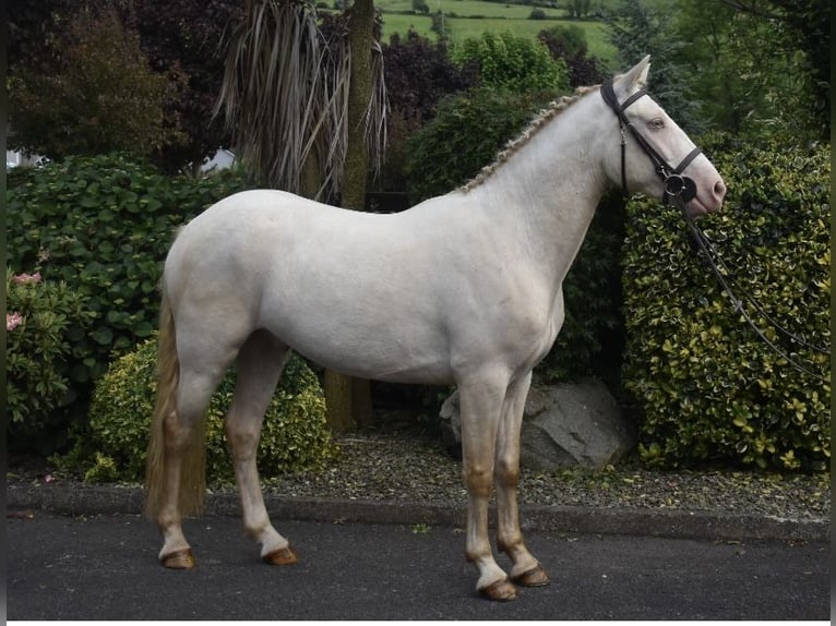 Connemara Valack 4 år 153 cm Cremello in Newry