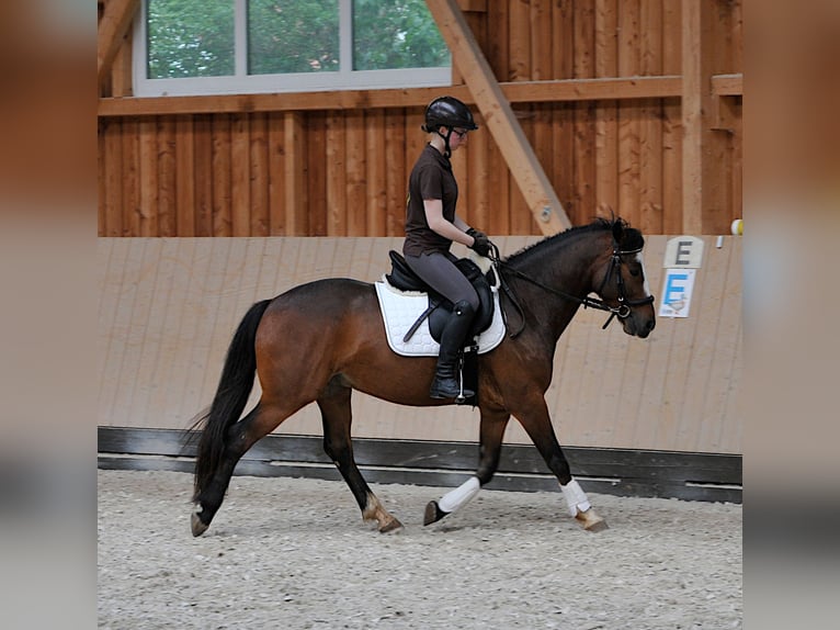 Connemara Valack 6 år 143 cm Brun in Karlstadt