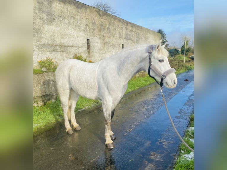 Connemara Valack 6 år 145 cm Vit in Sligo