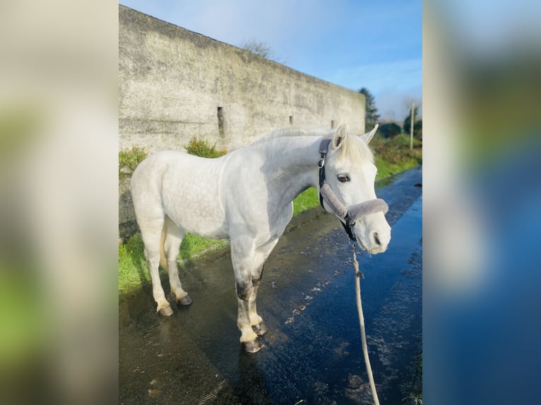 Connemara Valack 6 år 145 cm Vit in Sligo