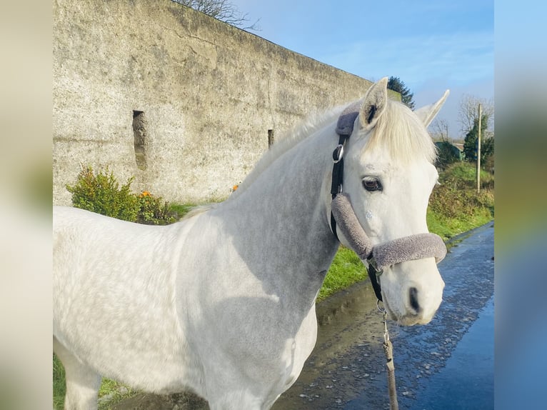 Connemara Valack 6 år 145 cm Vit in Sligo