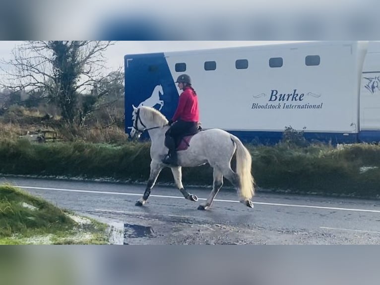 Connemara Valack 6 år 145 cm Vit in Sligo