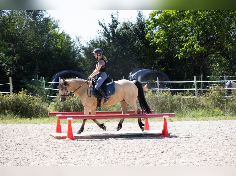 Connemara Wallach 10 Jahre 143 cm Falbe in Lampertheim