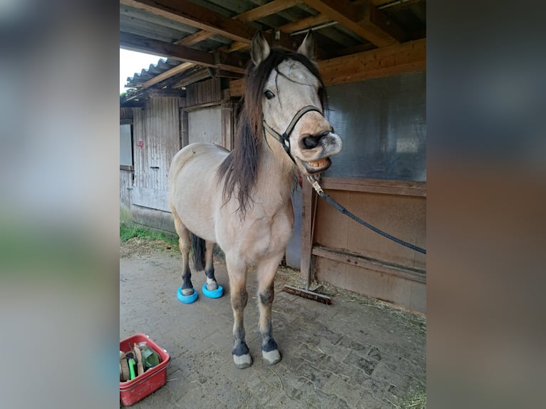 Connemara Wallach 10 Jahre 143 cm Falbe in Lampertheim