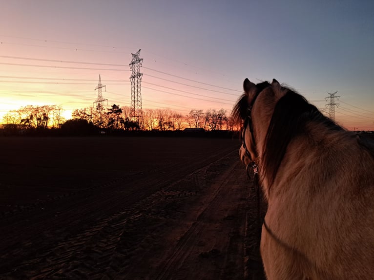 Connemara Wallach 10 Jahre 143 cm Falbe in Lampertheim