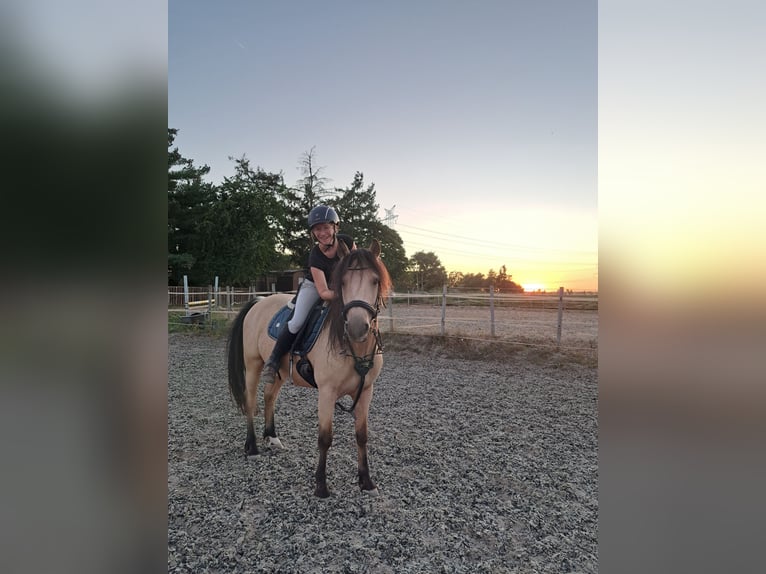 Connemara Wallach 10 Jahre 143 cm Falbe in Lampertheim