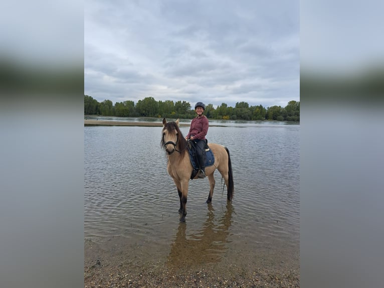 Connemara Wallach 10 Jahre 143 cm Falbe in Lampertheim