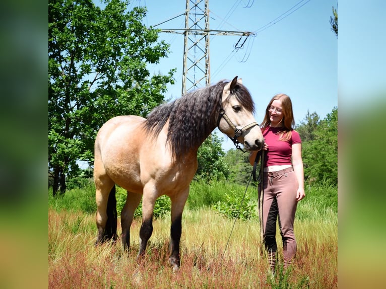 Connemara Wallach 10 Jahre 143 cm Falbe in Lampertheim