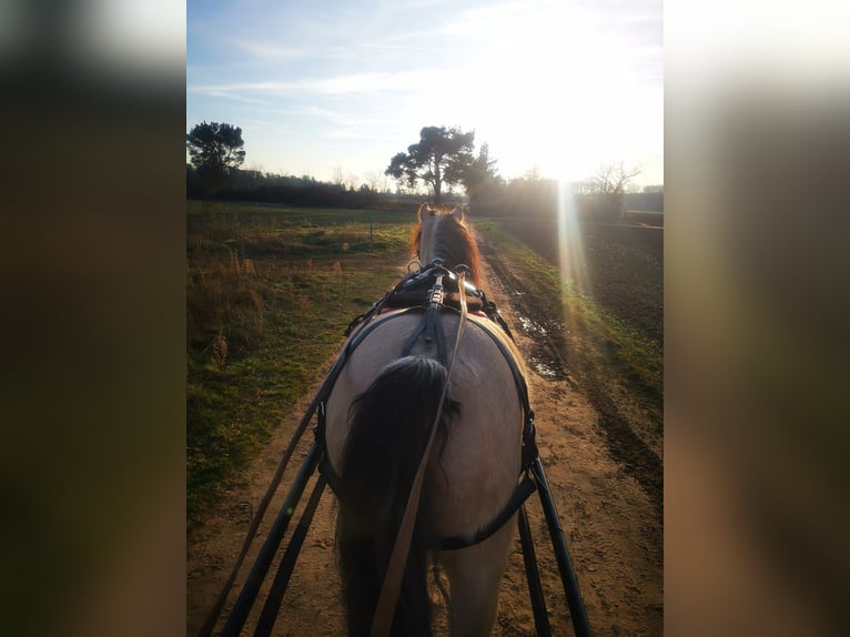 Connemara Wallach 10 Jahre 143 cm Falbe in Lampertheim