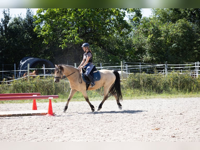 Connemara Wallach 10 Jahre 143 cm Falbe in Lampertheim