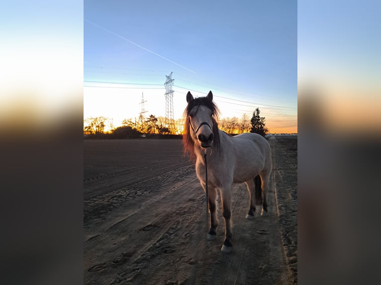 Connemara Wallach 10 Jahre 143 cm Falbe in Lampertheim