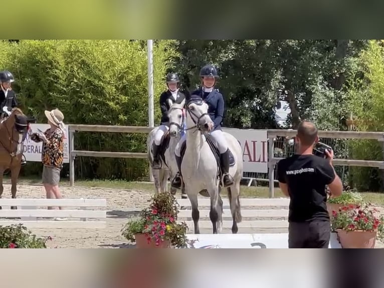 Connemara Wallach 10 Jahre 144 cm Fliegenschimmel in vilennes sur seine