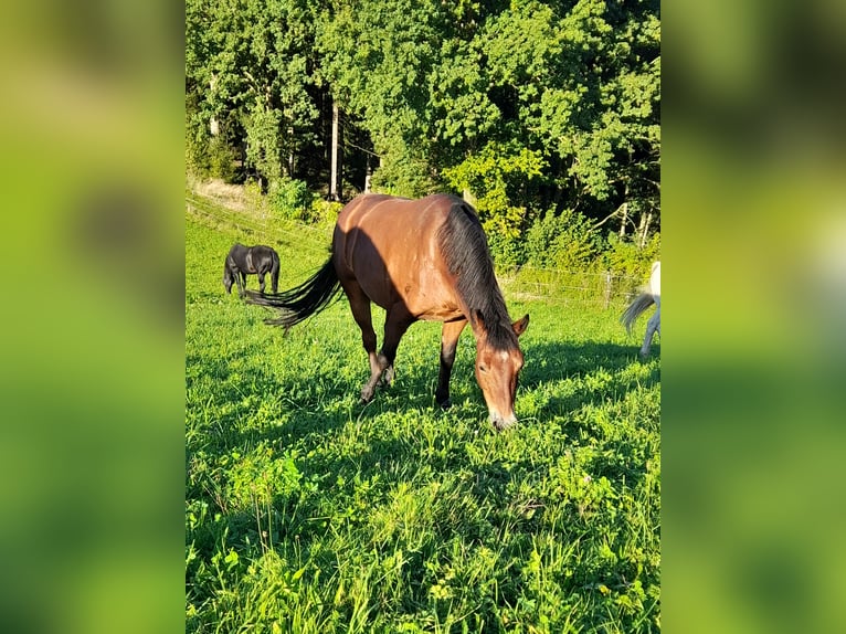 Connemara Wallach 10 Jahre 146 cm Brauner in Neulichtenberg