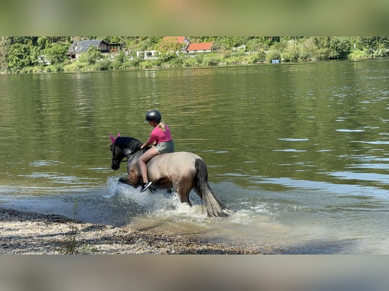 Connemara Wallach 10 Jahre 146 cm Roan-Bay in Bad Abbach