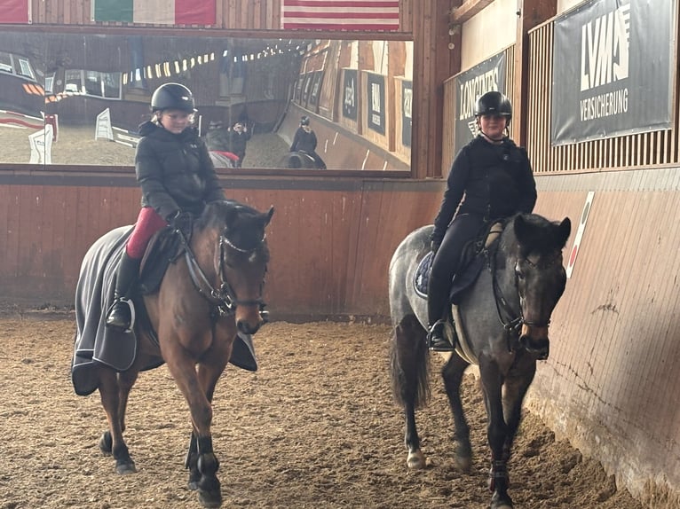 Connemara Wallach 10 Jahre 146 cm Roan-Bay in Bad Abbach