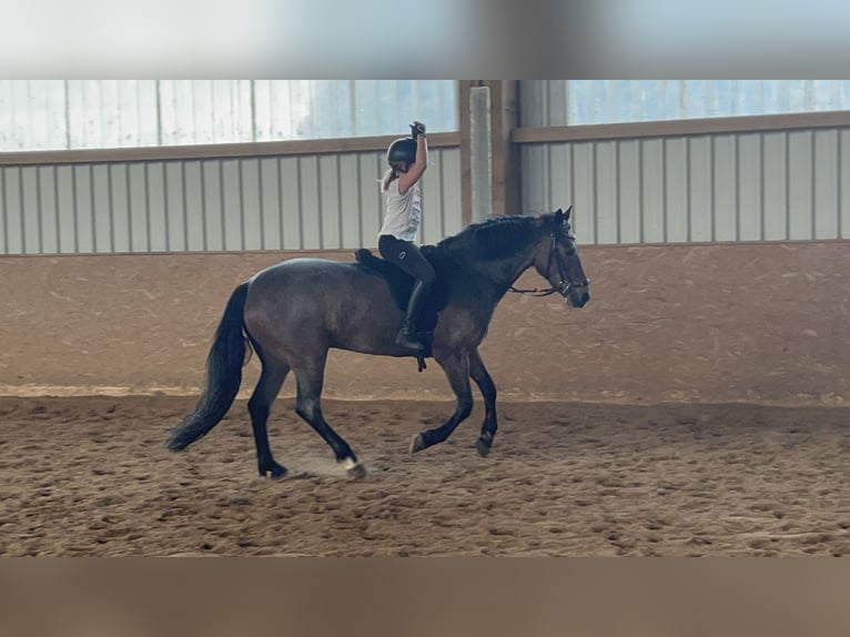 Connemara Wallach 10 Jahre 146 cm Roan-Bay in Bad Abbach