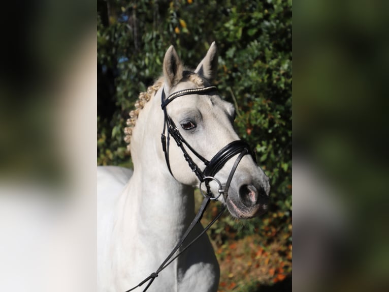 Connemara Mix Wallach 10 Jahre 146 cm Schimmel in uelsen