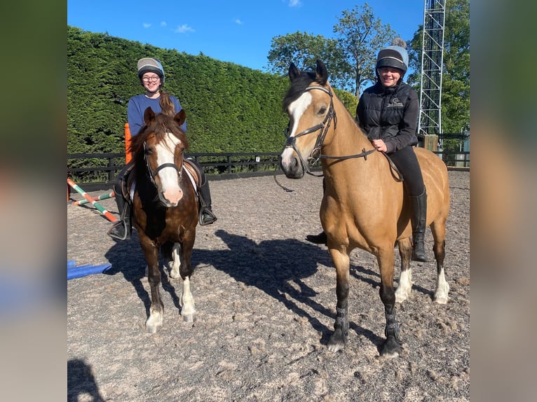 Connemara Wallach 10 Jahre 148 cm Falbe in Dublin