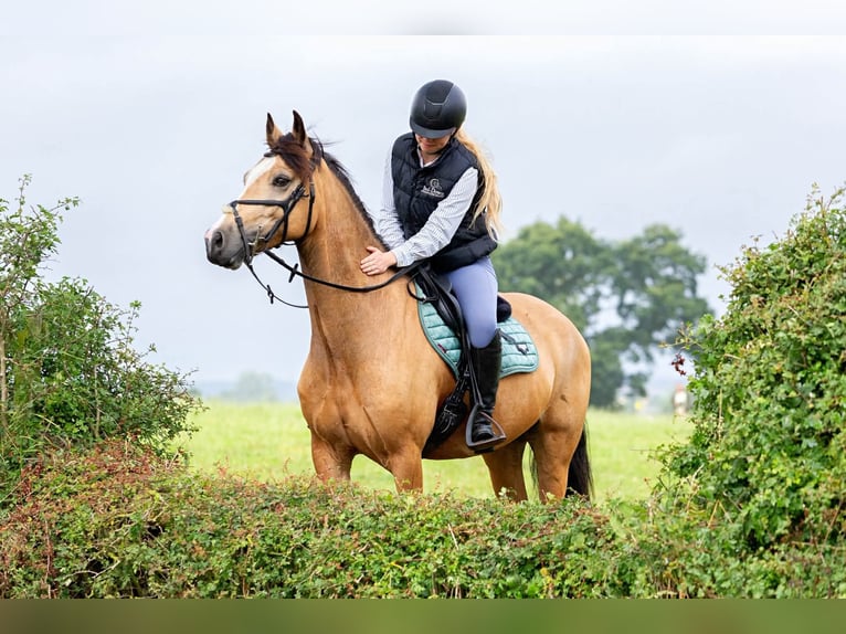 Connemara Wallach 10 Jahre 148 cm Falbe in Dublin