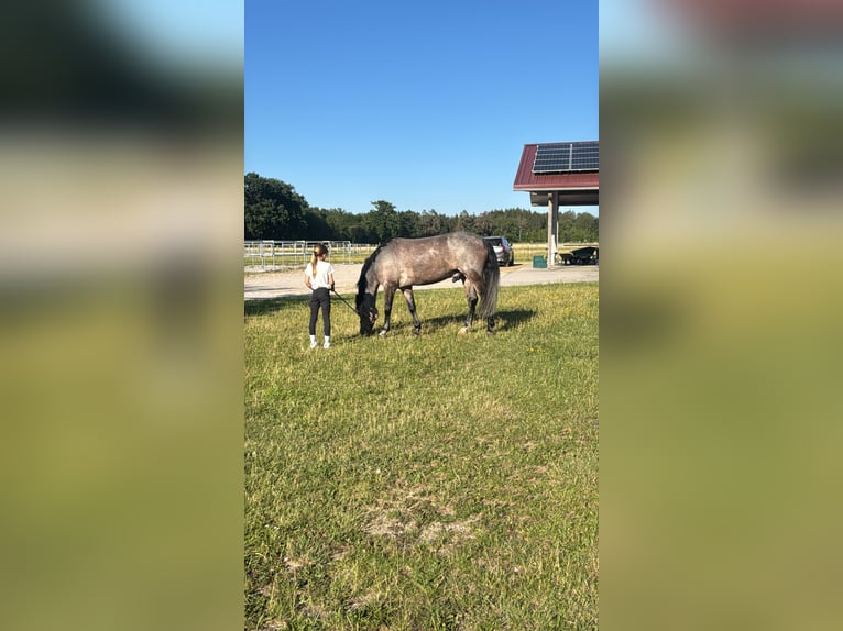 Connemara Wallach 10 Jahre 148 cm Roan-Bay in Brunnthal