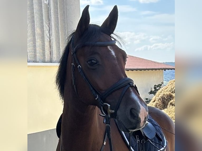 Connemara Wallach 10 Jahre 150 cm Brauner in Weil der Stadt