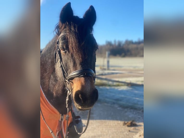 Connemara Wallach 10 Jahre 152 cm Brauner in Calw