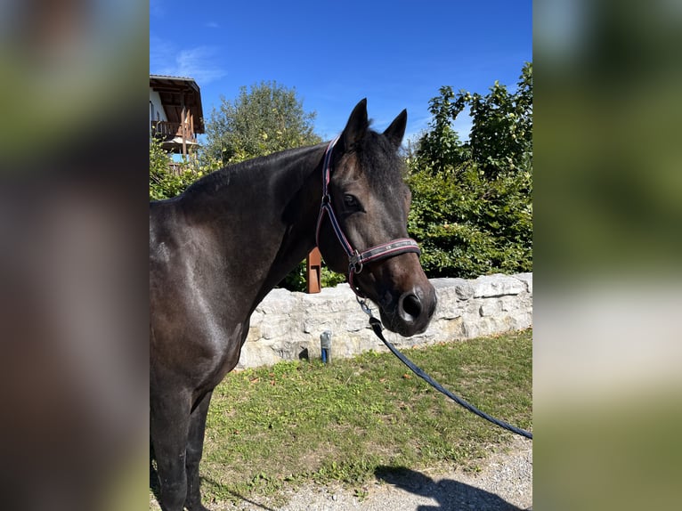 Connemara Wallach 10 Jahre 153 cm Dunkelbrauner in Petting