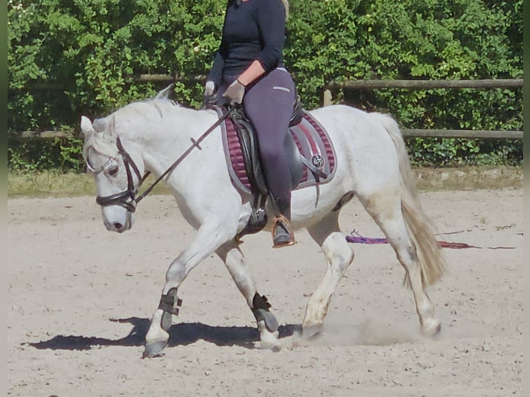 Connemara Wallach 11 Jahre 134 cm Schimmel in Wachtendonk
