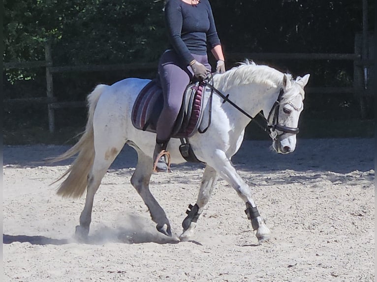 Connemara Wallach 11 Jahre 134 cm Schimmel in Wachtendonk