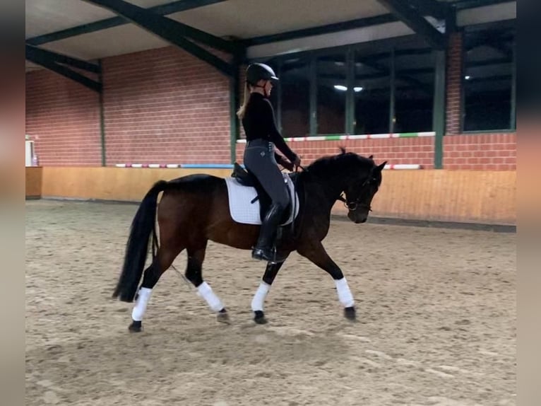 Connemara Mix Wallach 11 Jahre 140 cm Brauner in Emsdetten