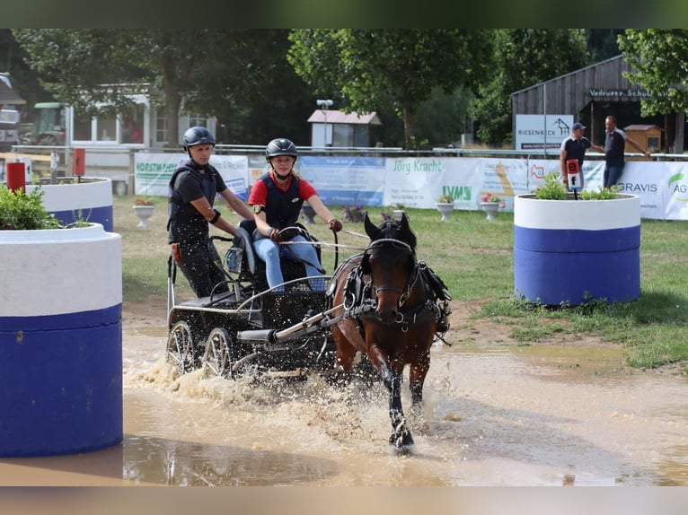 Connemara Mix Wallach 11 Jahre 140 cm Brauner in Emsdetten