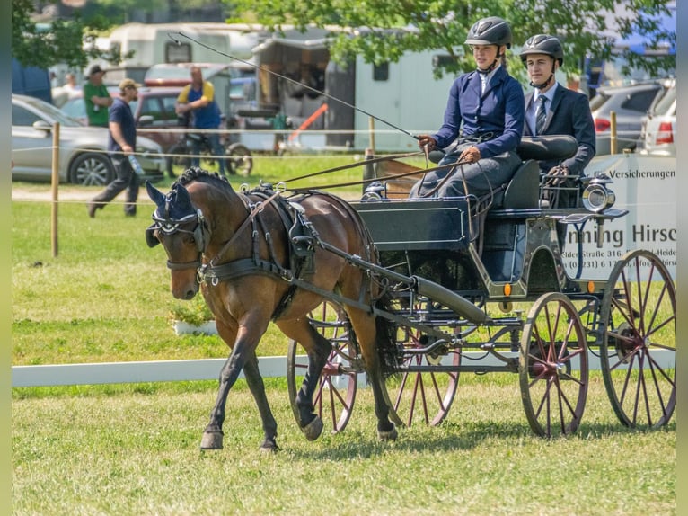Connemara Mix Wallach 11 Jahre 140 cm Brauner in Emsdetten