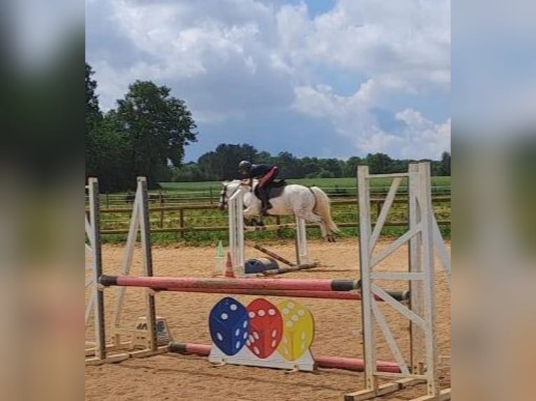 Connemara Wallach 11 Jahre 142 cm Schimmel in Pamproux