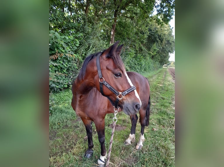 Connemara Wallach 11 Jahre 146 cm Brauner in Weilerswist