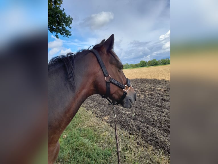 Connemara Wallach 11 Jahre 146 cm Brauner in Weilerswist