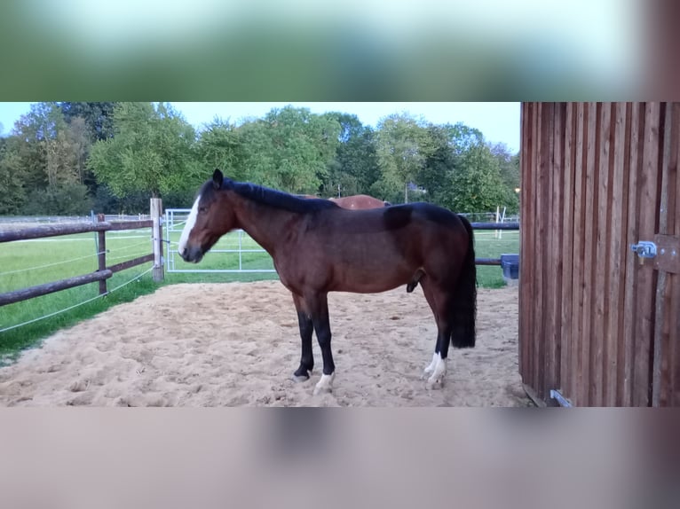 Connemara Wallach 11 Jahre 146 cm Brauner in Weilerswist
