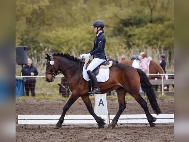 Connemara Wallach 11 Jahre 147 cm  in Oberkrämer