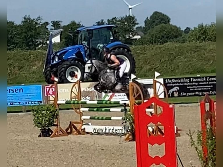 Connemara Wallach 11 Jahre 148 cm Rappschimmel in Süderlügum