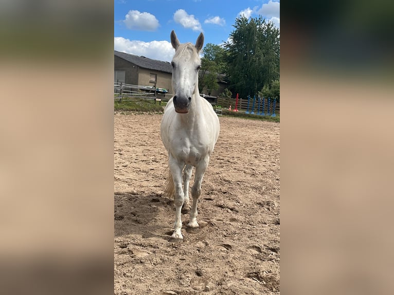 Connemara Wallach 11 Jahre 148 cm Schimmel in Melle