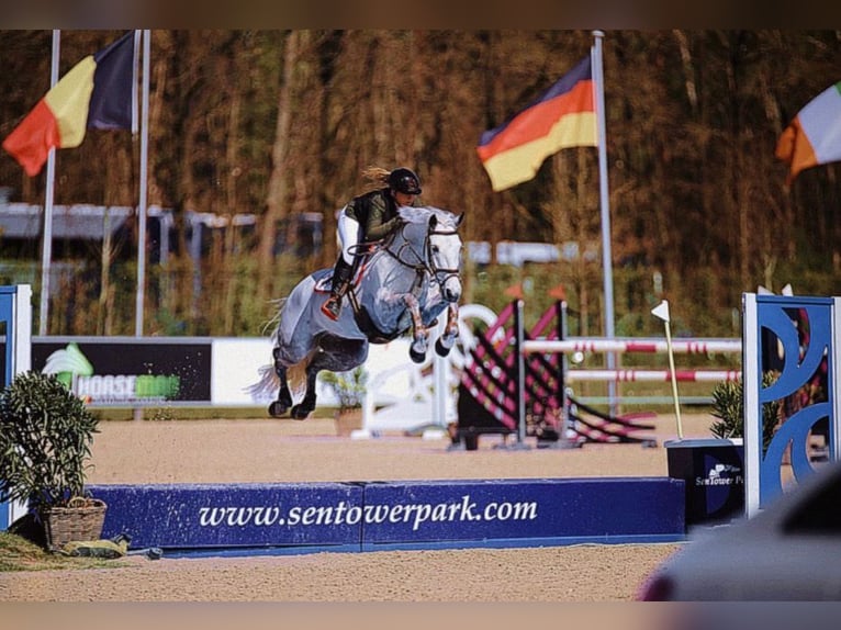 Connemara Mix Wallach 11 Jahre 148 cm Schimmel in cork