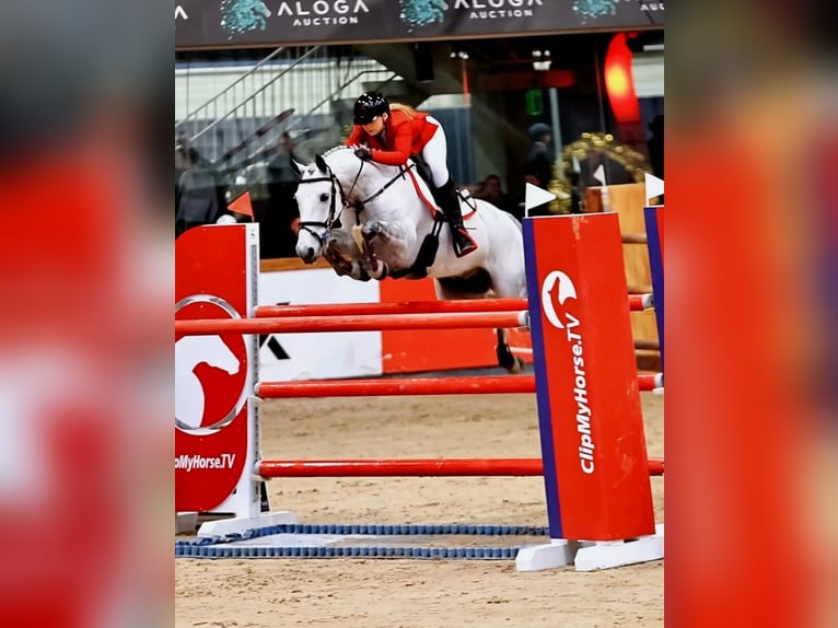 Connemara Mix Wallach 11 Jahre 148 cm Schimmel in cork