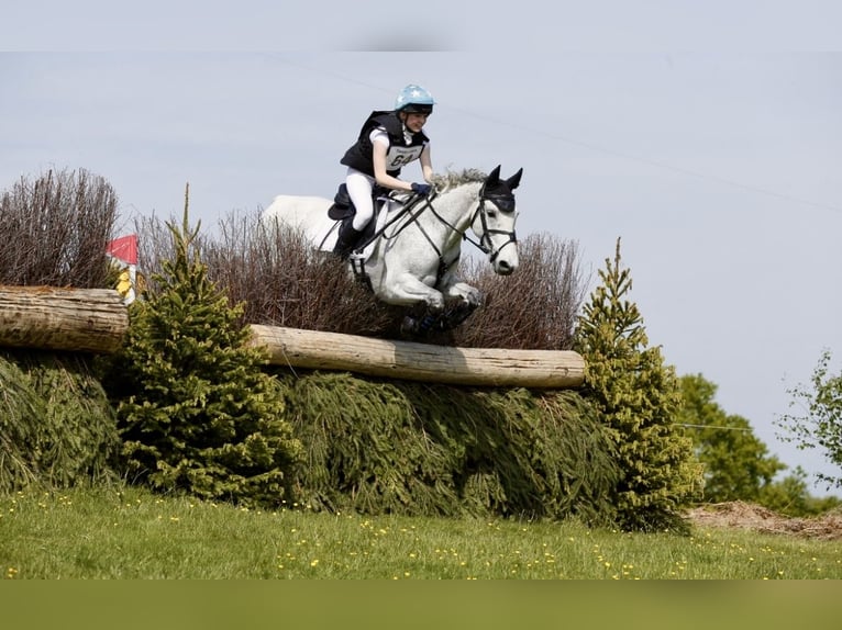 Connemara Wallach 11 Jahre 148 cm Schimmel in newbury