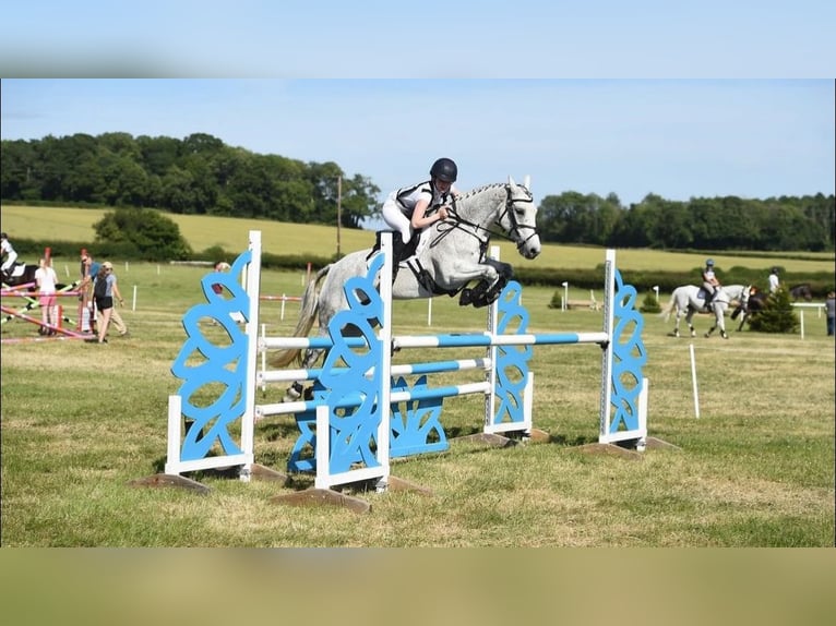 Connemara Wallach 11 Jahre 148 cm Schimmel in newbury