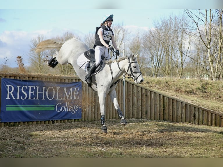 Connemara Wallach 11 Jahre 148 cm Schimmel in newbury
