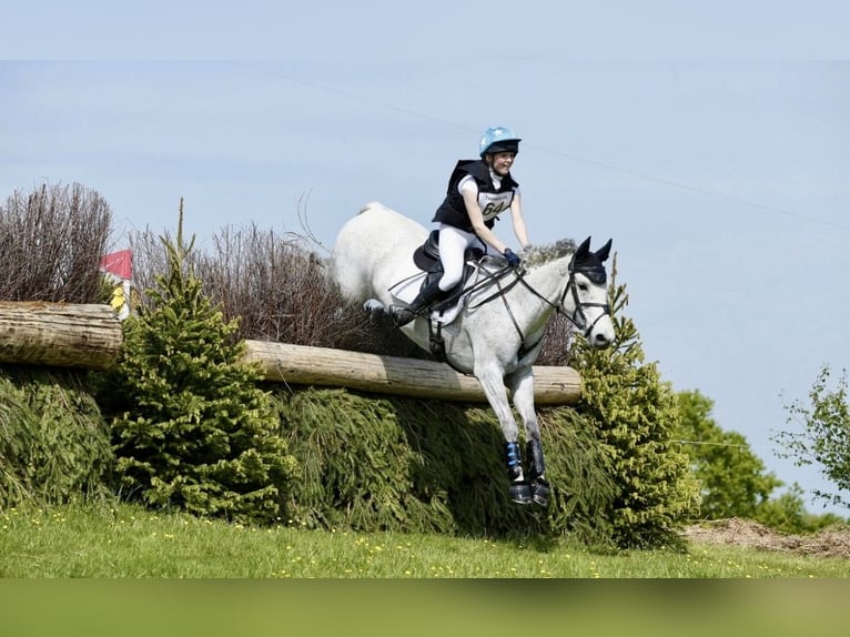 Connemara Wallach 11 Jahre 148 cm Schimmel in newbury