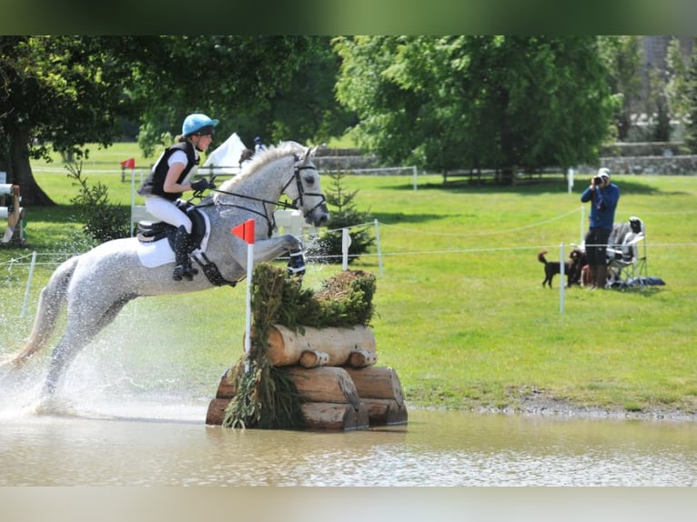 Connemara Wallach 11 Jahre 148 cm Schimmel in newbury