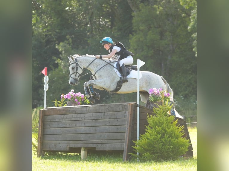Connemara Wallach 11 Jahre 148 cm Schimmel in newbury
